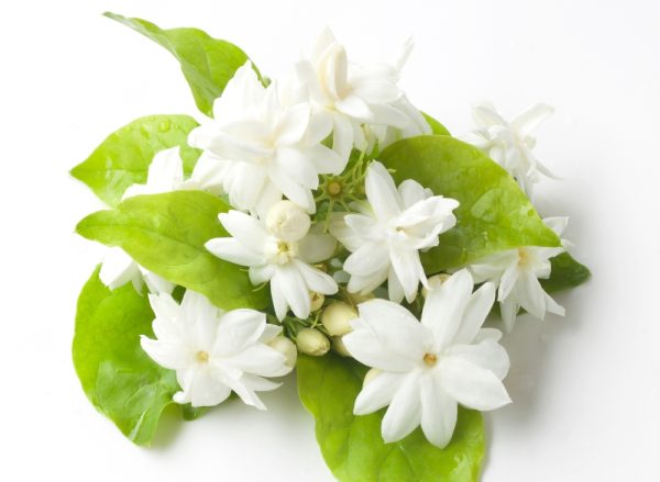 天使藝伎．茉莉花