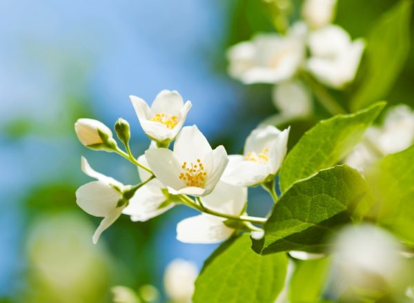 天使藝伎．茉莉花