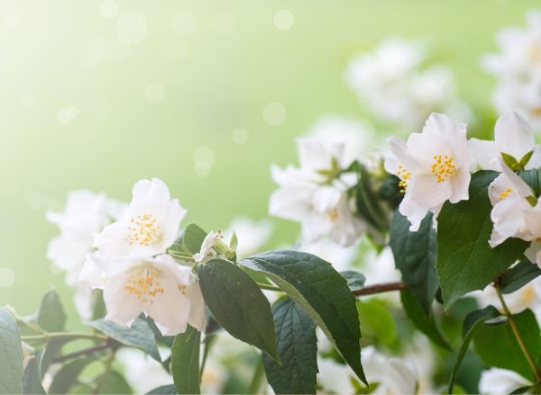 天使藝伎．茉莉花