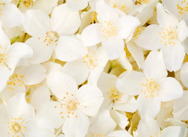 天使藝伎．茉莉花