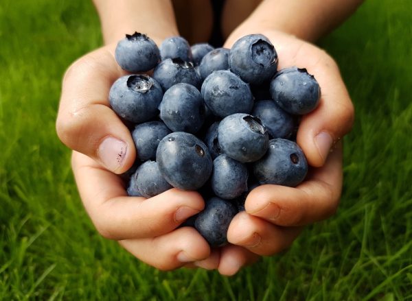 寶貝藝伎．藍莓