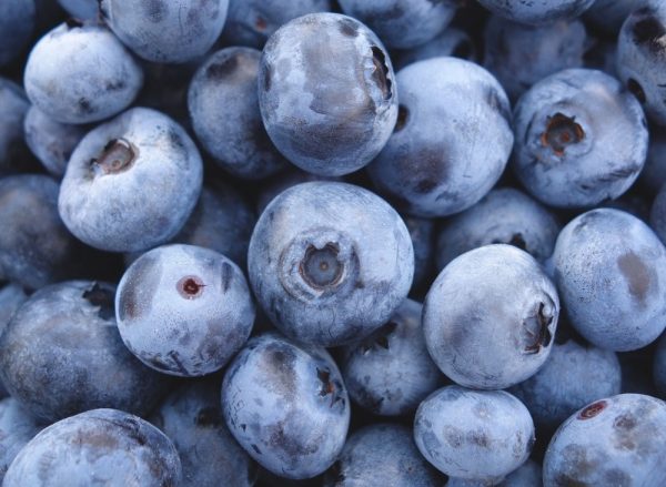 寶貝藝伎．藍莓