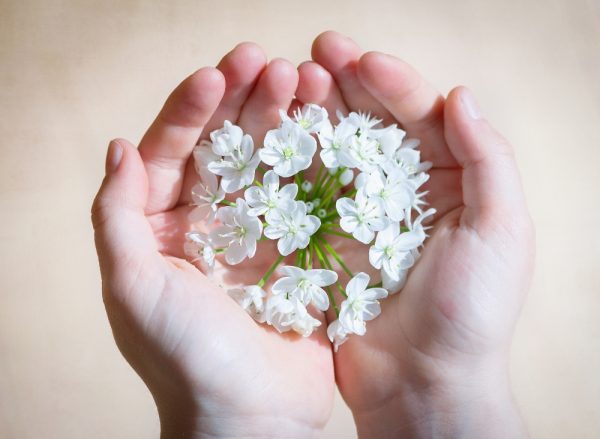 金迪奧幻境莊園藝伎．白花