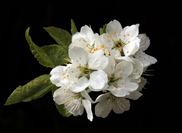 金迪奧幻境莊園藝伎．白花