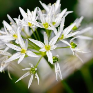 金迪奧幻境莊園藝伎．白花｜掛耳咖啡idAs