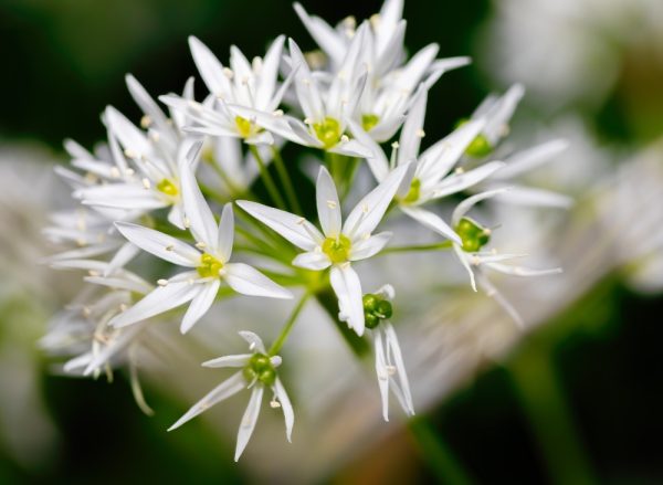 金迪奧幻境莊園藝伎．白花