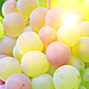 翡翠莊園綠標藝伎．白葡萄