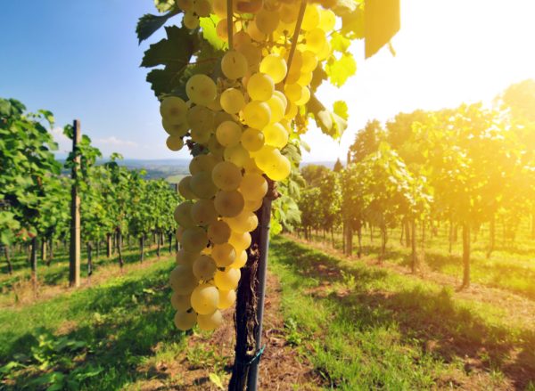 翡翠莊園綠標藝伎．白葡萄