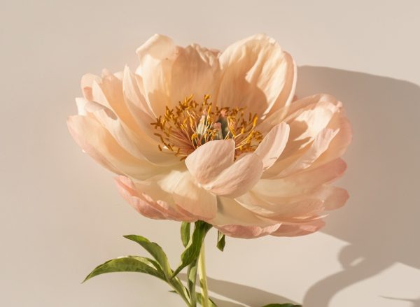 芭絲特藝伎．牡丹花