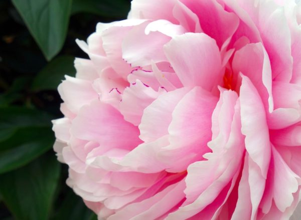 芭絲特藝伎．牡丹花