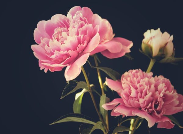 芭絲特藝伎．牡丹花