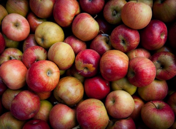 聖蘿蔓處理站．蜂鳥