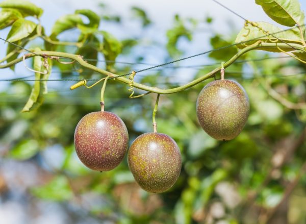 辛巴藝伎日曬．百香果