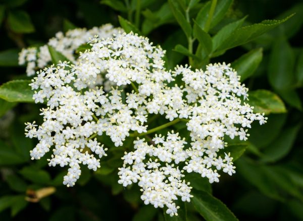 露西藝伎．接骨木花