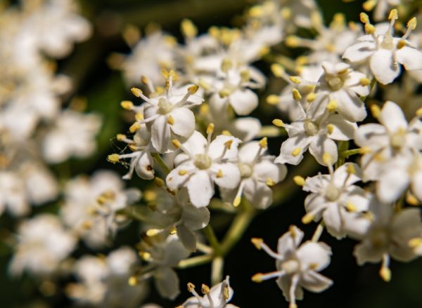 露西藝伎．接骨木花
