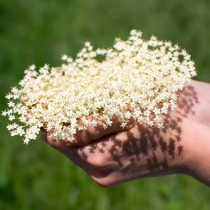 露西藝伎．接骨木花