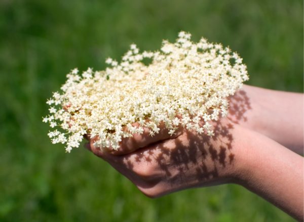 露西藝伎．接骨木花