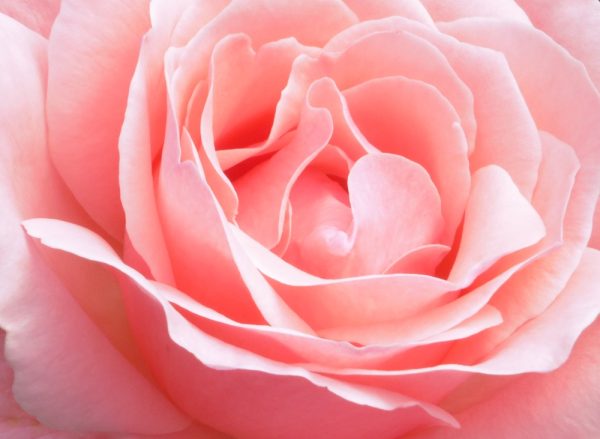 音樂家蕭邦．玫瑰