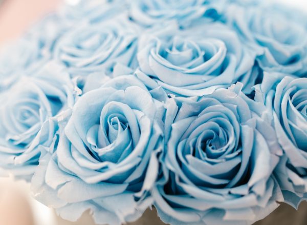 音樂家蕭邦．玫瑰