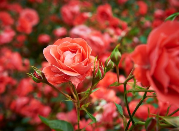 音樂家蕭邦．玫瑰