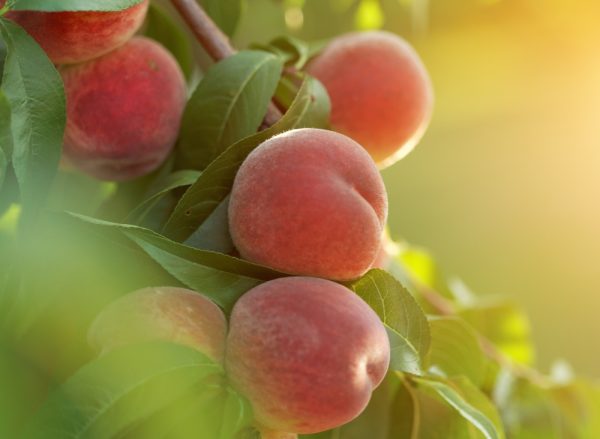 白桃花蜜義式豆